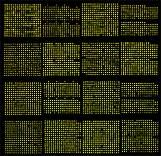 1Mb BAC array